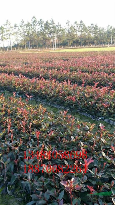 紅葉石楠球 紅葉石楠球價格