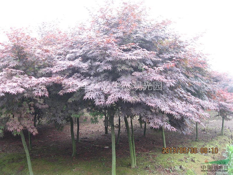 精品紅楓
