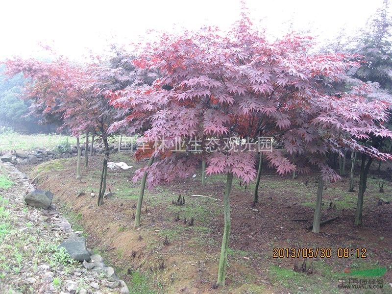 精品紅楓