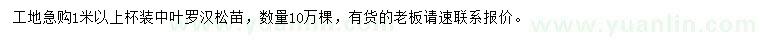 求購1米以上羅漢松