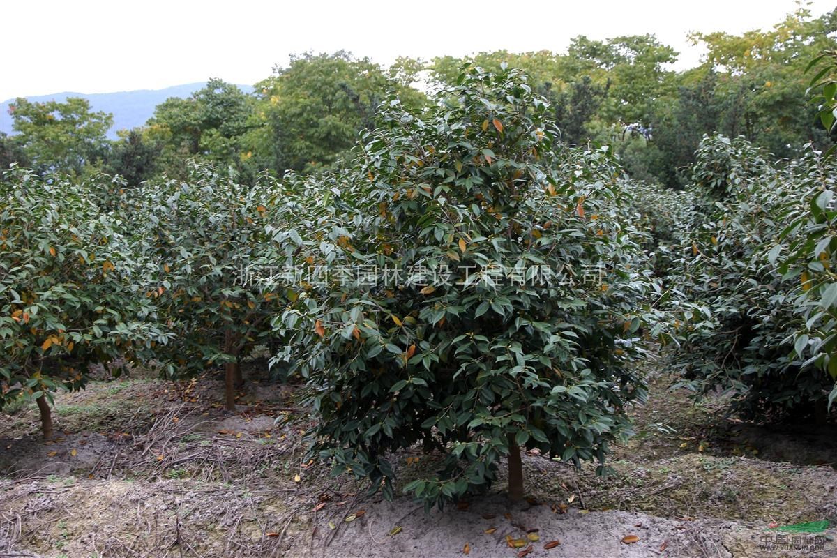 美人茶，2014年美人茶供應(yīng)，美人茶價(jià)格，美人茶圖片