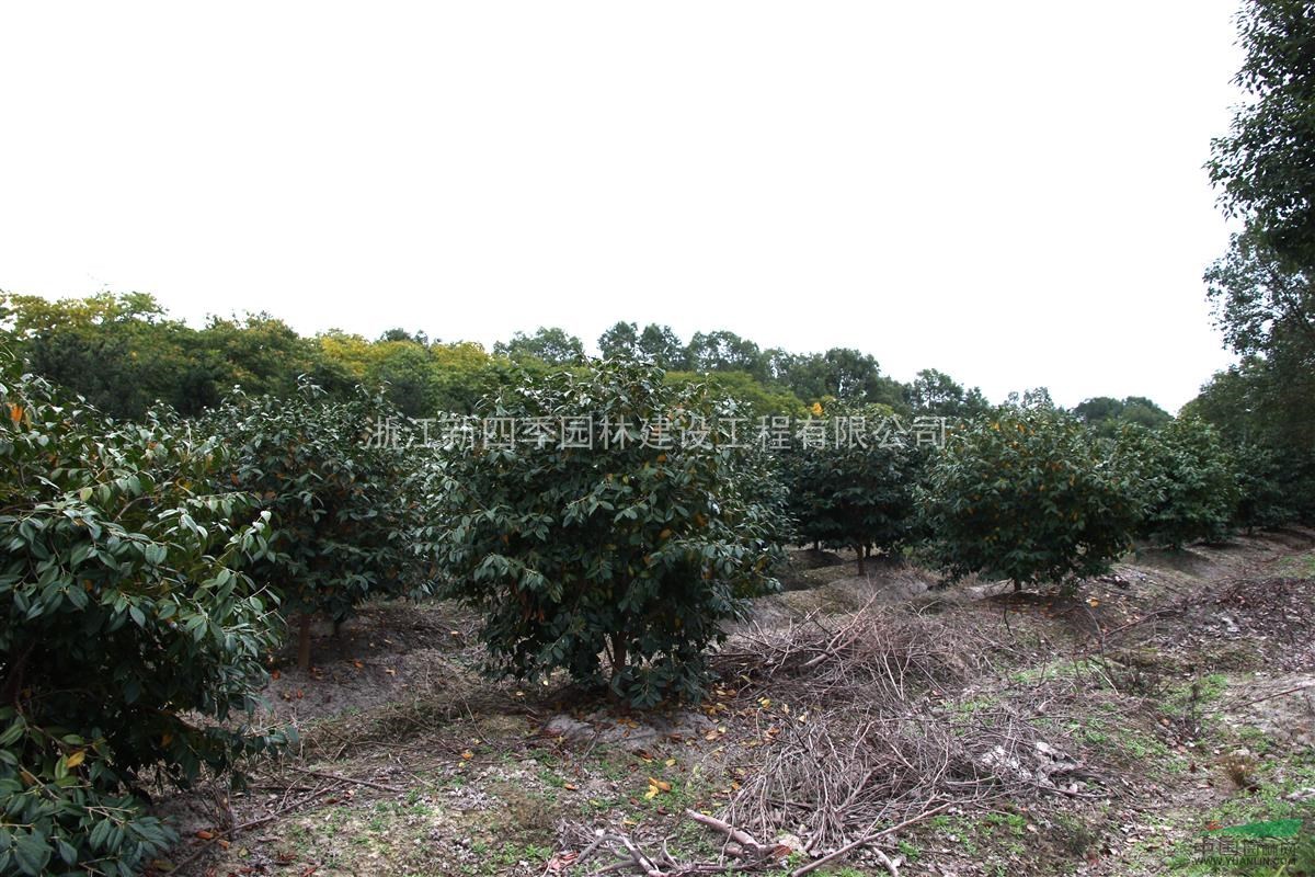 美人茶，美人茶供應，浙江美人茶圖片，2014年美人茶價格