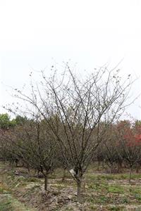 垂絲海棠，浙江垂絲海棠價(jià)格，垂絲海棠供應(yīng)，垂絲海棠供應(yīng)