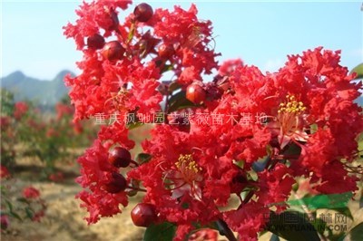 批發(fā)美國紫薇，美國紅火箭紫薇，美國紅火箭紫薇小苗，紅火箭紫薇