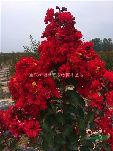大紅紫薇苗，紅火箭紫薇小苗50萬株；紅火箭紫薇小苗