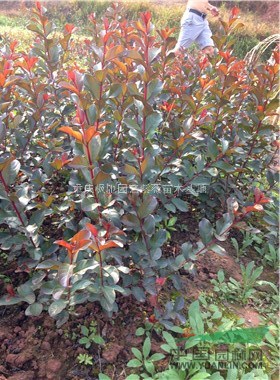 紅火箭紫薇小苗；美國紅火箭紫薇；紅火箭紫薇；重慶紅火箭紫薇苗
