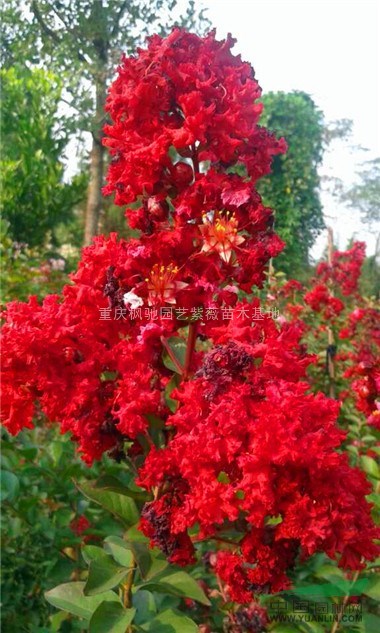 紅火箭紫薇小苗；美國紅火箭紫薇；紅火箭紫薇；重慶紅火箭紫薇苗