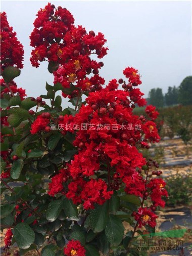 重慶紅火箭紫薇；紅火箭紫薇苗；紅火箭紫薇小苗；紫薇苗木批發(fā)