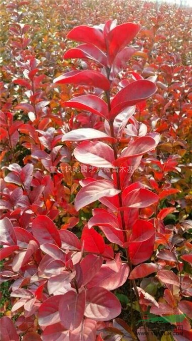 美國(guó)紅火箭紫薇苗；紅火球紫薇小苗；紅葉紫薇小苗