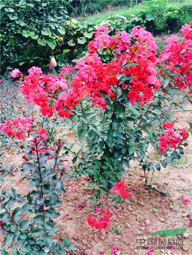 美國(guó)紅火箭紫薇苗；紅火球紫薇小苗；紅葉紫薇小苗