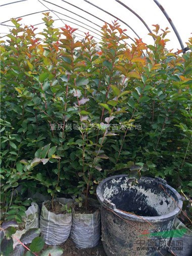湖北紅火箭紫薇小苗；紅火箭紫薇；紅火箭小苗；紅火箭紫薇苗