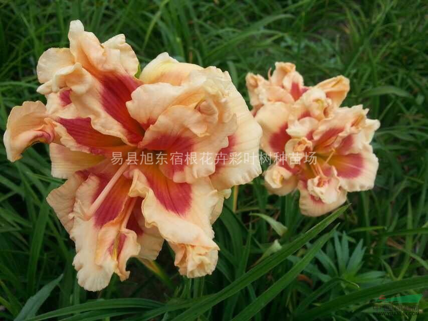 河北大花萱草|石家莊大花萱草|保定大花萱草|唐山大花萱草