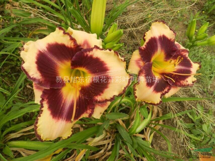 河北大花萱草|石家莊大花萱草|保定大花萱草|唐山大花萱草
