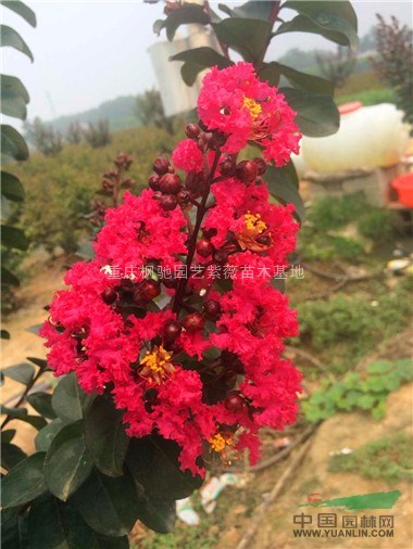 教你如何放心購買紅火箭紫薇小苗