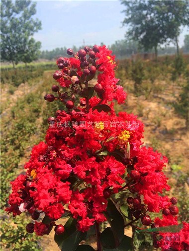 紅火箭紫薇苗，紅火箭紫薇花，紅火箭紫薇批發(fā)