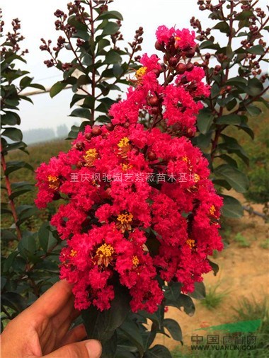 美國(guó)紫薇紅火球紫薇