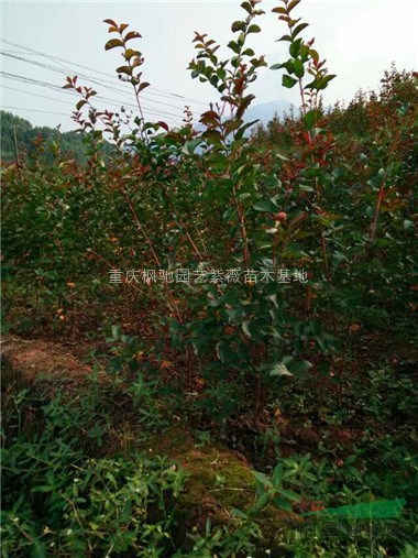 美國(guó)紫薇紅火球紫薇