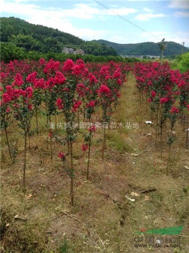 紅火箭紫薇苗；紅火箭紫薇小苗；重慶紅火箭紫薇苗；紅火箭小苗