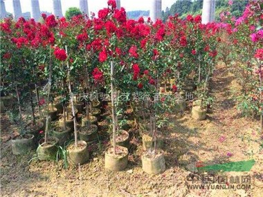 美國紫薇小苗，紅火箭紫薇小苗，紅火球紫薇小苗，紅葉紫薇小苗