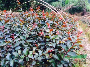美國紫薇小苗，紅火箭紫薇小苗，紅火球紫薇小苗，紅葉紫薇小苗
