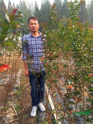 紅火箭紫薇小苗培育技術(shù)之大棚的選擇和使用