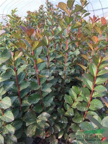 紅火箭紫薇小苗，紅火箭紫薇苗，正宗紅火箭紫薇小苗
