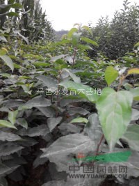 甜茶苗甜茶苗价格临沂甜茶苗