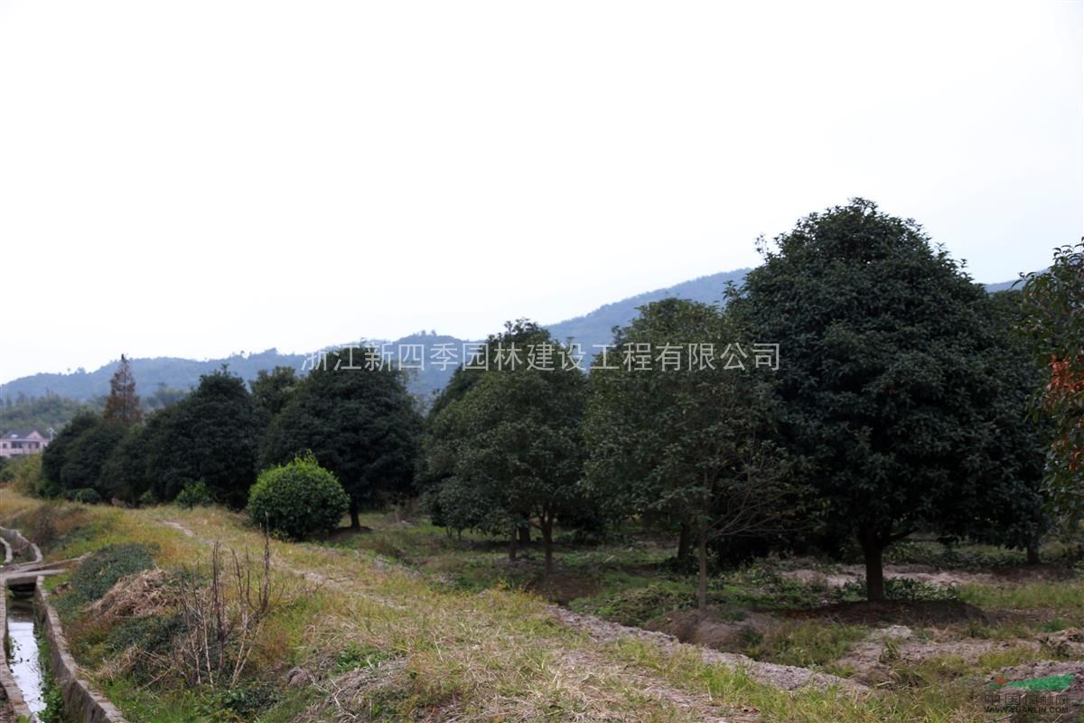 桂花，四季桂特性，H3米四季桂價格，桂花圖片，浙江四季桂