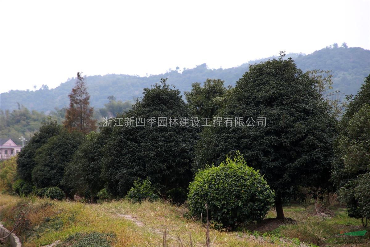 桂花，四季桂特性，H3米四季桂價格，桂花圖片，浙江四季桂