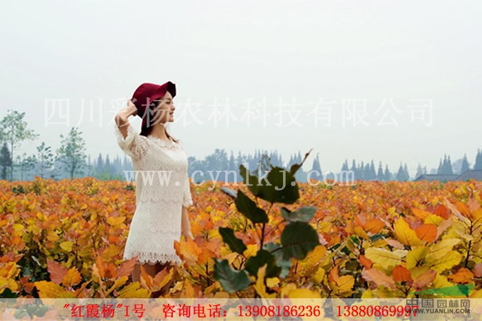 山西大同“紅霞楊”（黃紅楊全紅楊）        