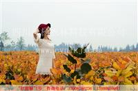 湖南衡陽(yáng)“紅霞楊”（金紅楊紅黃楊紅葉楊）        