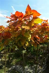 湖南常德“紅霞楊”（金紅楊彩葉植物紅葉楊）        