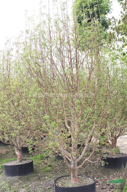 八棱海棠  供應(yīng)八棱海棠 八棱海棠價(jià)格  萬(wàn)樹(shù)園林供應(yīng)