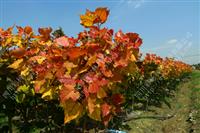 湖南“紅霞楊”（紅黃楊彩葉植物紅葉楊）        