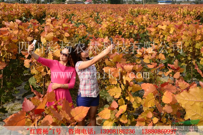 湖南湘西“紅霞楊”（紅黃楊彩葉植物紅葉楊）        