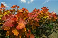 湖南湘西“紅霞楊”（紅黃楊彩葉植物紅葉楊）        