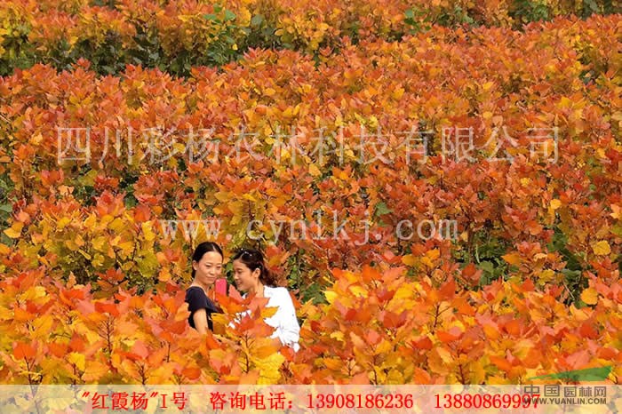 湖北襄陽“紅霞楊”（金黃楊紅葉楊金紅楊彩楊）    