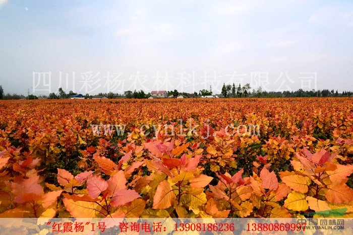 湖北咸寧“紅霞楊”（金黃楊紅葉楊金紅楊彩楊）    