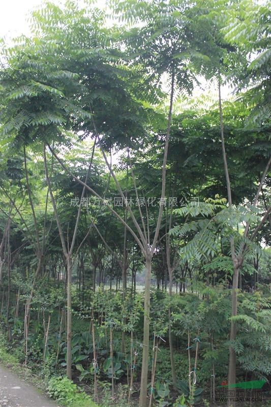 欒樹 供應(yīng)欒樹 成都欒樹  欒樹照片  欒樹價格 萬樹園林售