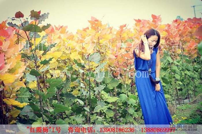 湖北天門“紅霞楊”（全紅楊金黃楊紅葉楊彩楊）    