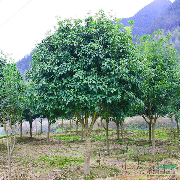 大量供应10-16公分四季桂 桂花树