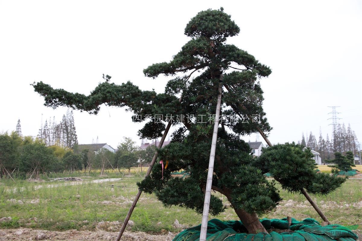 羅漢松，浙江羅漢松供應(yīng)，造型羅漢松價(jià)格，浙江造型羅漢松圖片
