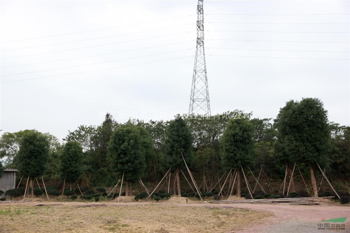 香樟，香樟供應(yīng)，香樟價(jià)格，新四季香樟圖片，2014年香樟價(jià)格