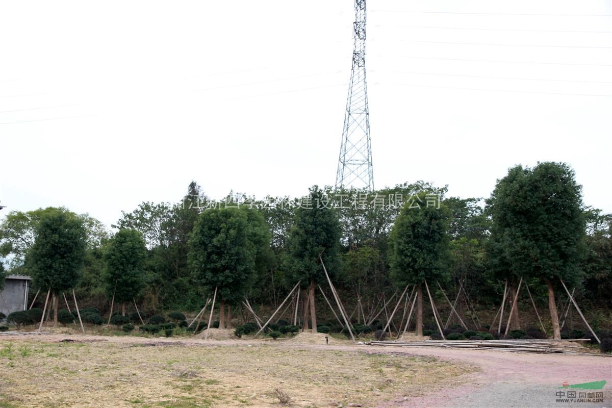 香樟，香樟供應(yīng)，香樟價(jià)格，新四季香樟圖片，2014年香樟價(jià)格