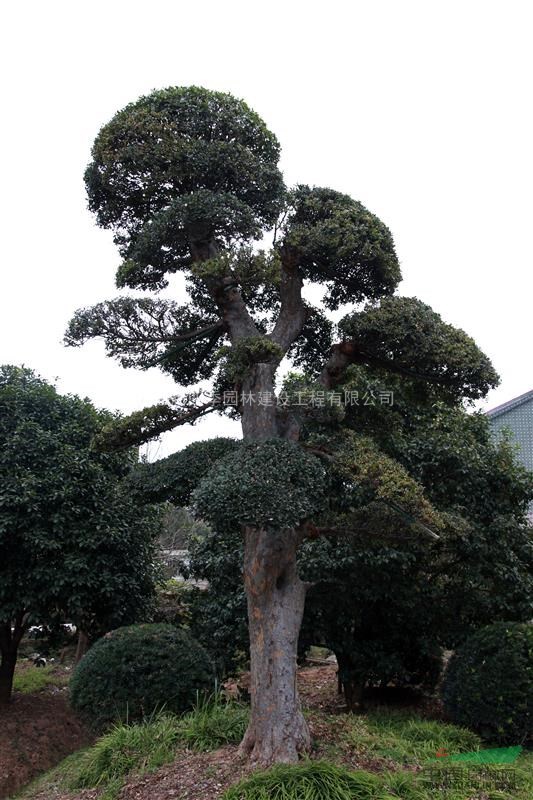 榆樹(shù)，榔榆，造型榆樹(shù)，造型榆樹(shù)價(jià)格，造型榆樹(shù)供應(yīng)