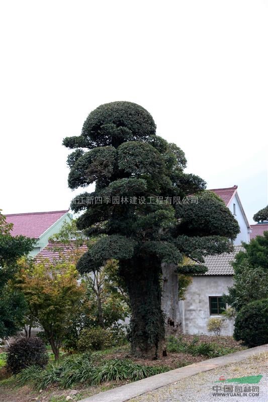 榆樹(shù)，榔榆，造型榆樹(shù)，造型榆樹(shù)價(jià)格，造型榆樹(shù)供應(yīng)
