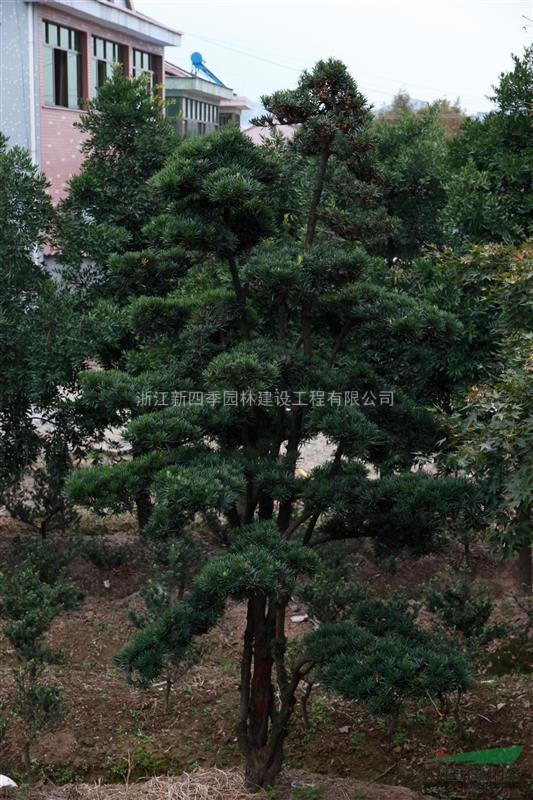 羅漢松，羅漢松供應，造型羅漢松價格，新四季羅漢松圖片