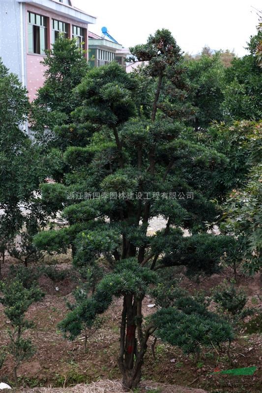 羅漢松，羅漢松供應，造型羅漢松價格，新四季羅漢松圖片