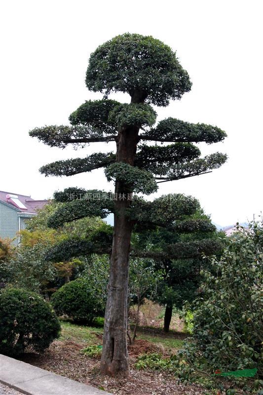 榆樹，榔榆，造型榆樹，造型榆樹價格，造型榆樹供應(yīng)，榆樹價格