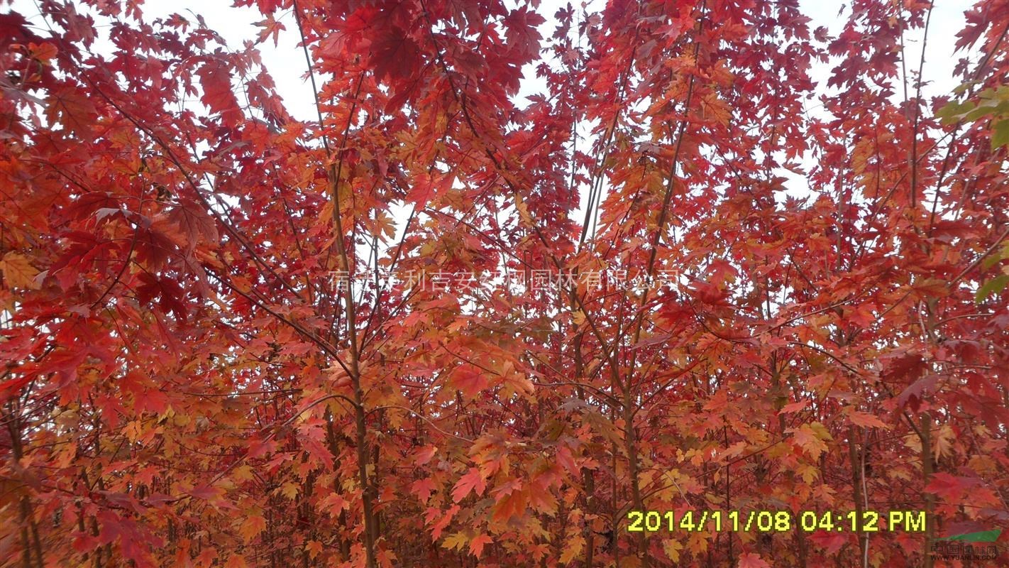美國紅楓